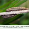 pseudochazara alpina n ossetia larva l2l3